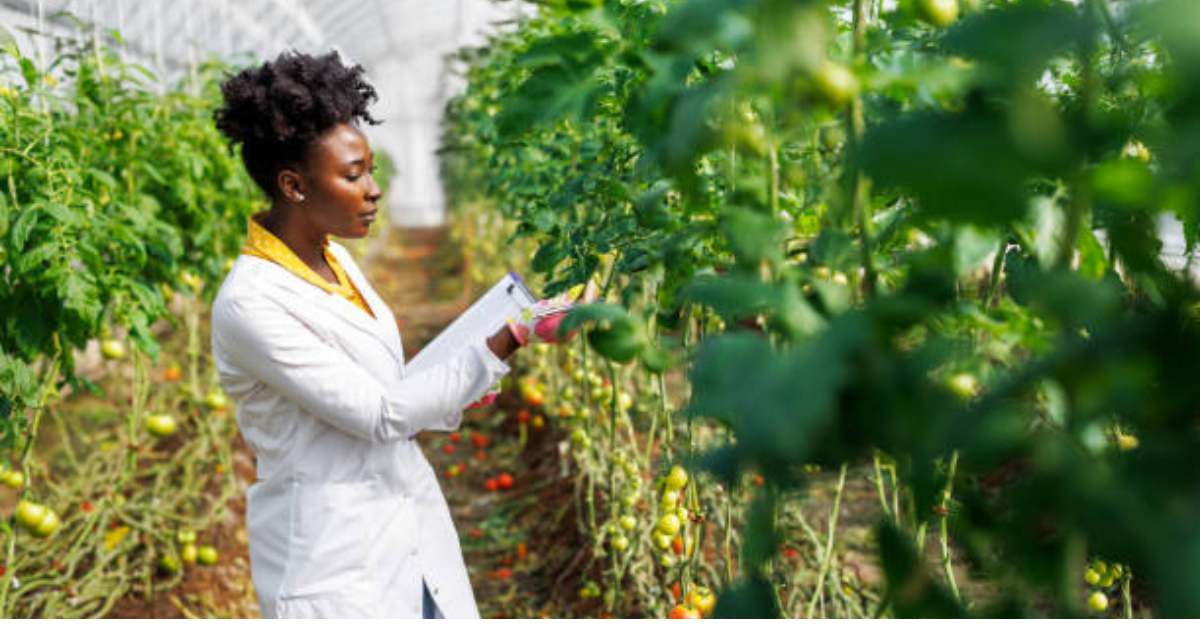 An African woman botanist in a white coat is checking down the condition of tomatoes in a large greenhouse and writing notes in a notebook.