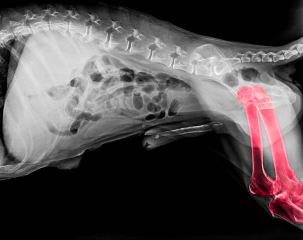 X-ray film of dog lateral view with red highlight in hind leg bone or Femur- Tibia and Fibula pain areas- Veterinary medicine- Veterinary anatomy Concept