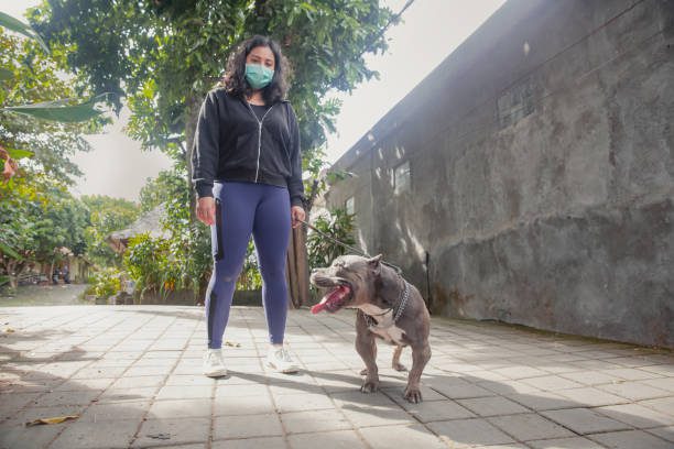 Portrait shot of Indian woman with face mask,holding pet leash of her American bulldog while walking outside their home