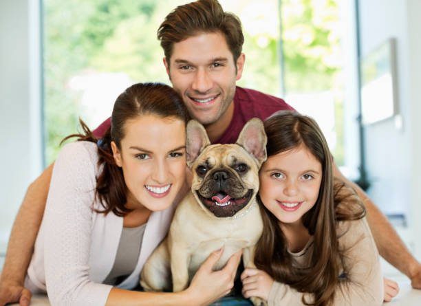 in this image a family with a french bulldog in a happy mood at home