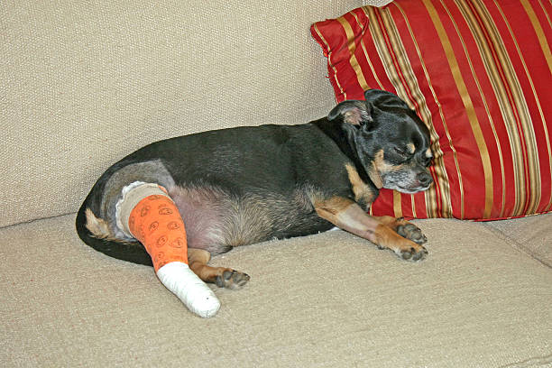 A Dog laying on a couch after surgery.