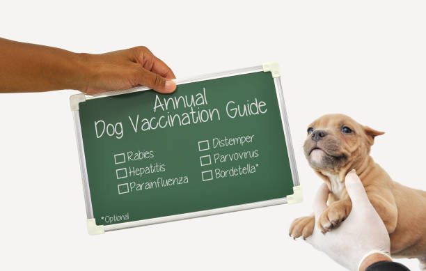 Puppy Vaccination Guide Chalkboard sign held in hand next to fawn colored puppy