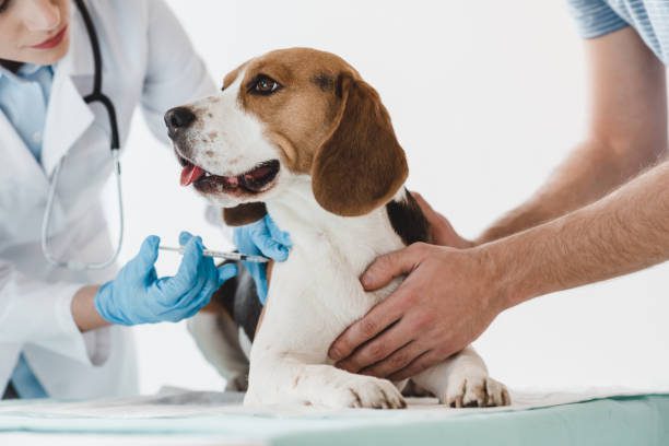 A man holding a beagle while a veterinarian doing an injection by syringe to it