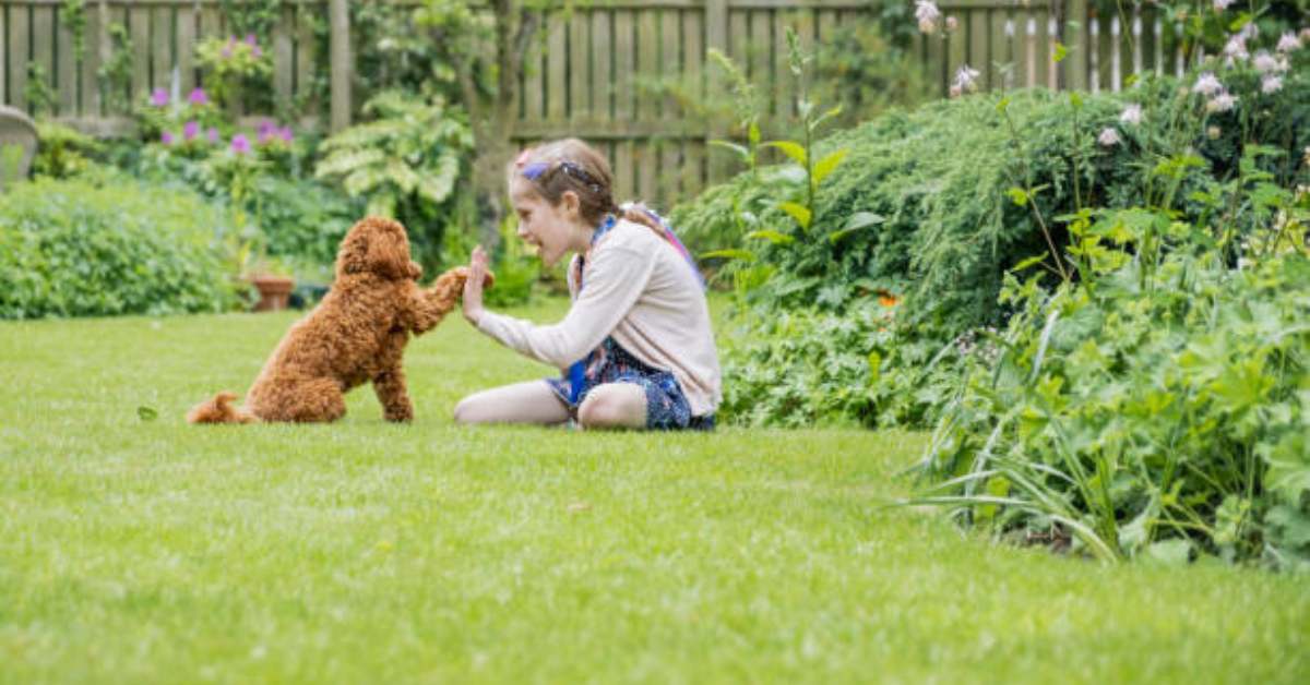 A little girl is playing and training her puppy in her back yard.