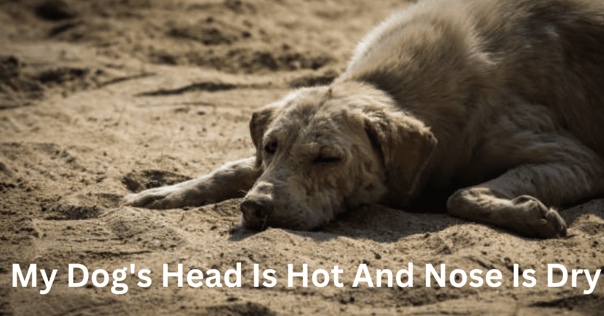 in this image show that my dog's head is hot and nose is dry ,dog is in high fever