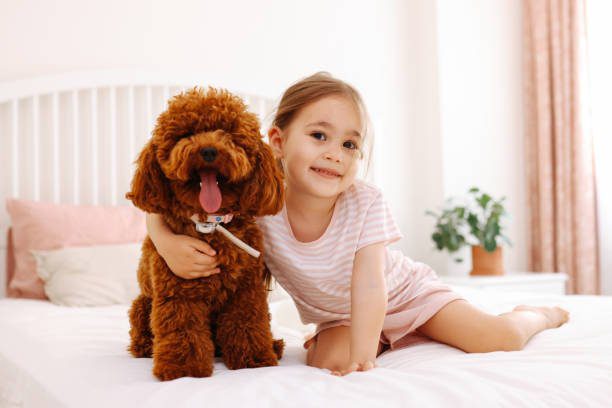 Love between pet and little owner, little and toy poodle cuddling at house