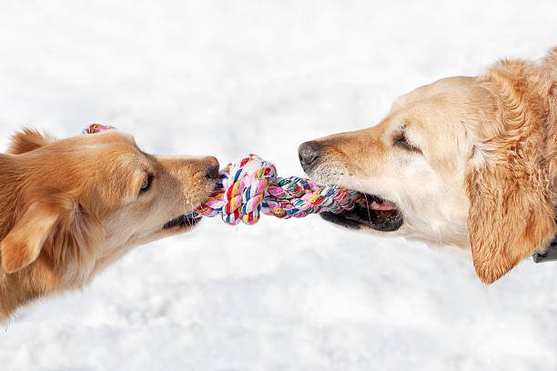 two dogs playing with a rope in the snow