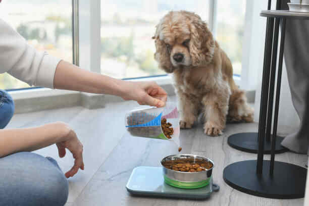 Healthy Training Treats for Dogs Homemade-A woman measures a portion of dry dog food using an electronic scale. Girl fills up a portion of food for her dog.
