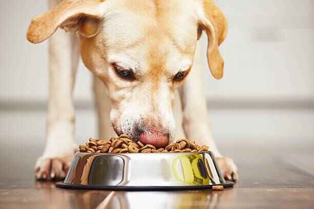 Healthy Training Treats for Dogs Homemade-Hungry labrador retriever is feeding at home.