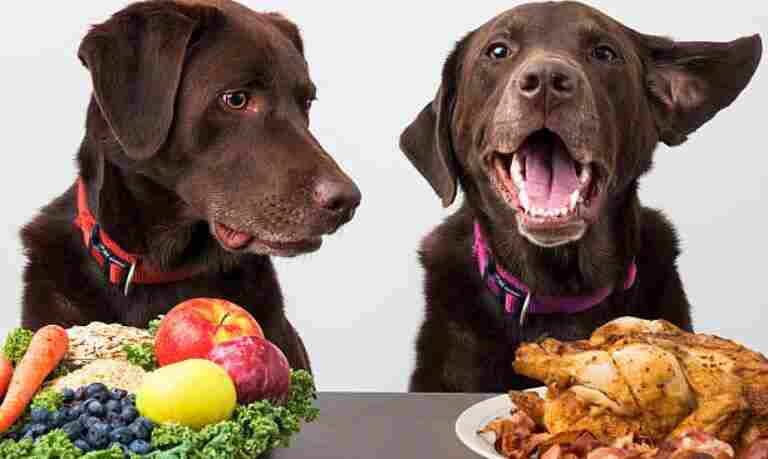 All-Provide Dog Food Tips