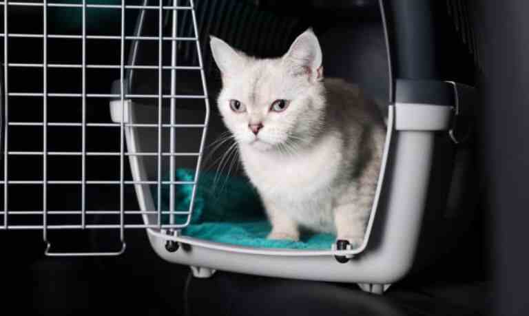 How Much Does It Cost To Fly A Cat Internationally?-Cute white British Shorthair cat inside pet carrier