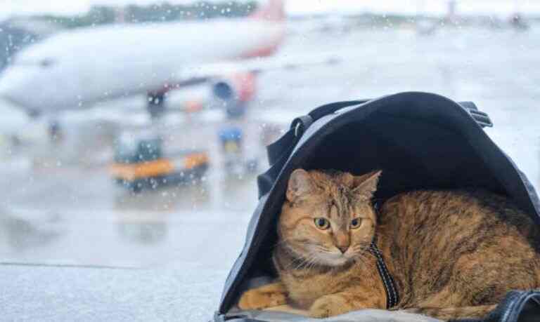 How Much Does It Cost To Fly A Cat Internationally?